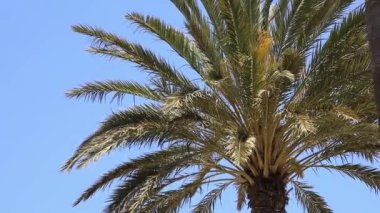 Mavi gökyüzünün altındaki palmiye ağacı