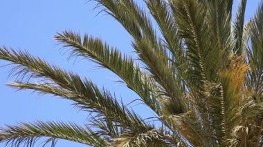 Mavi gökyüzünün altındaki palmiye ağacı