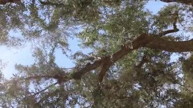 Mavi gökyüzünün altında zeytin ağacı