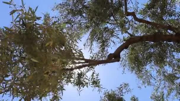 Оливкове Дерево Під Блакитним Небом — стокове відео