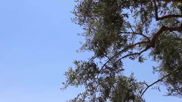 Olijfboom Onder Een Blauwe Lucht — Stockvideo