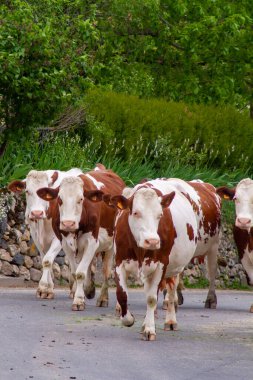 İnek sürüsü kırsalda