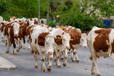 İnek sürüsü kırsalda