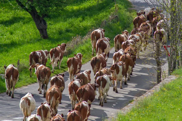 cow herd in the countryside