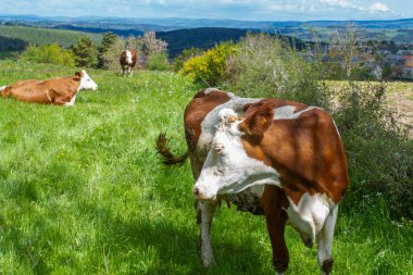 Dağ çayırındaki inek.