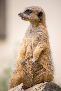 Hayvanat bahçesindeki mirket