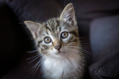 Kanepedeki yavru kedi.