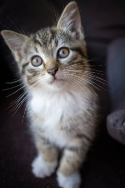 Kanepedeki yavru kedi.