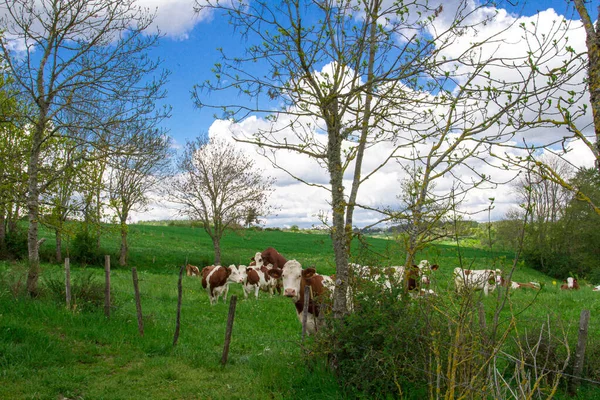 Vaca Prado Montanha — Fotografia de Stock