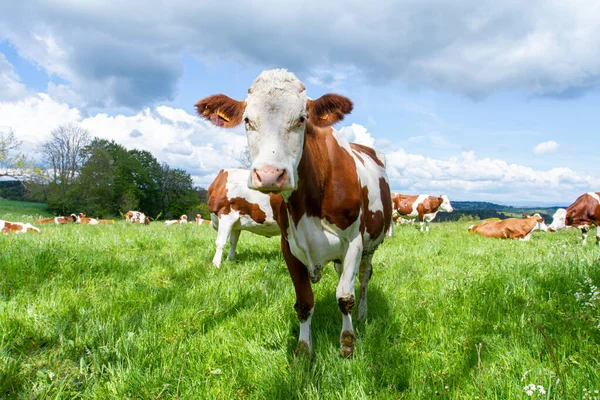 Cow Mountain Meadow — Stock Photo, Image