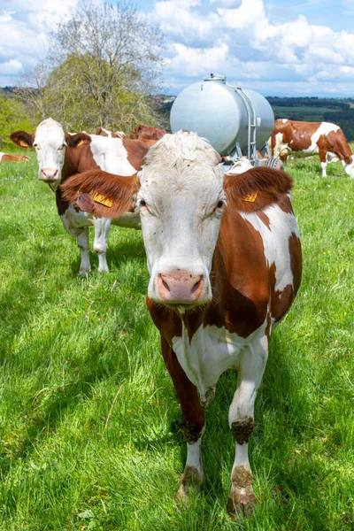 Корова Горном Лугу — стоковое фото