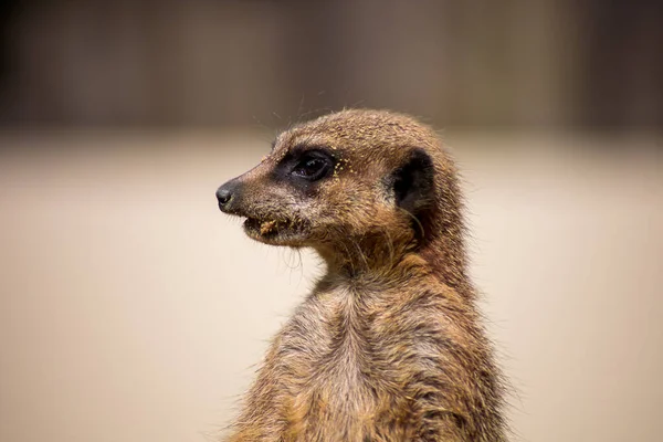 Meerkat Dans Une Enceinte Zoo — Photo