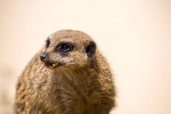 Meerkat Recinto Zoológico — Fotografia de Stock