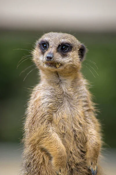 Meerkat Περίβολο Ζωολογικού Κήπου — Φωτογραφία Αρχείου