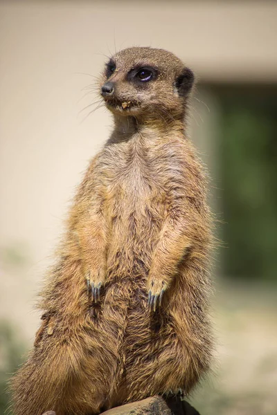 動物園の囲いの中のミーアキャット — ストック写真