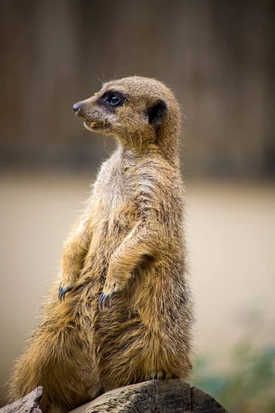 Meerkat Djurpark — Stockfoto