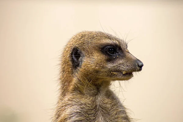 動物園の囲いの中のミーアキャット — ストック写真