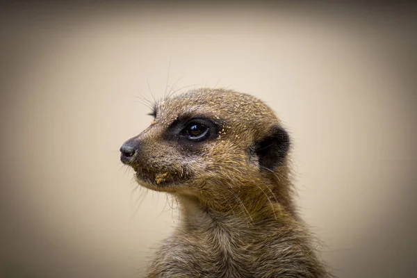 Meerkat Zoologické Zahradě — Stock fotografie