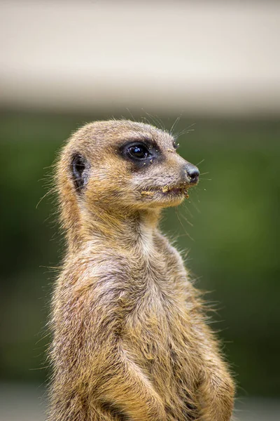 Meerkat Dans Une Enceinte Zoo — Photo