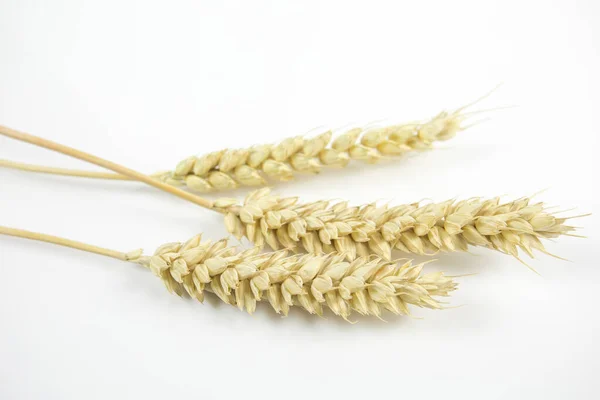 Вуха Пшениці Білому Тлі — стокове фото