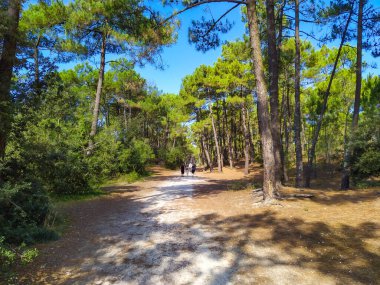 Charente-Maritime 'deki çam ormanı (Fransa)