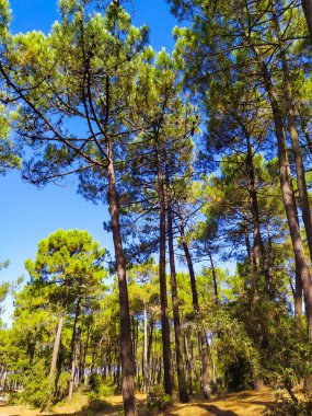 Charente-Maritime 'deki çam ormanı (Fransa)