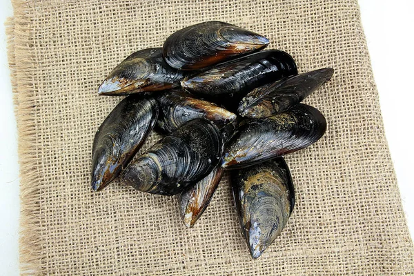 Several Raw Mussels White Background — Stock Photo, Image