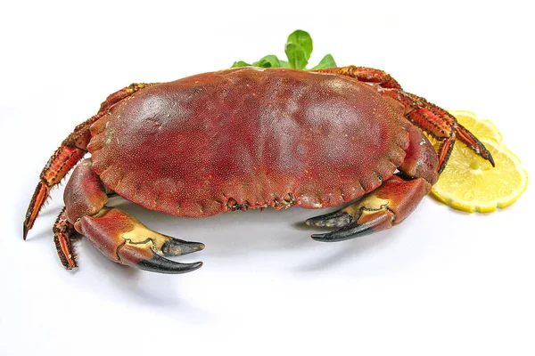 Braune Krabbe Auf Weißem Hintergrund — Stockfoto