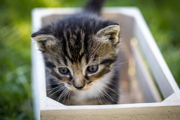 baby tabby cat in a wooden crate