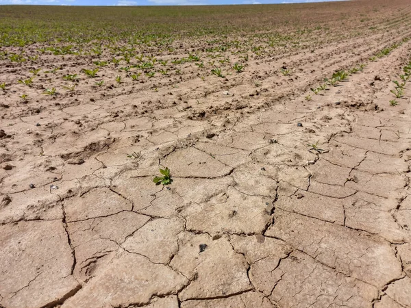 Arid Agricultural Land Summer — Stock Photo, Image