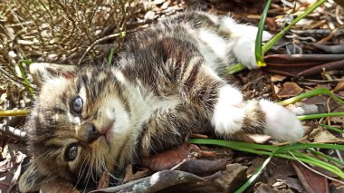 Bahçede oynayan sevimli kedi yavrusu.