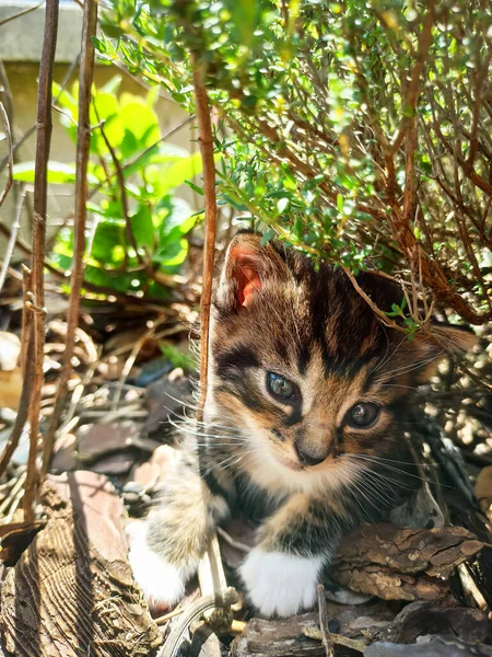 Schattig Kitten Spelen Een Tuin — Stockfoto