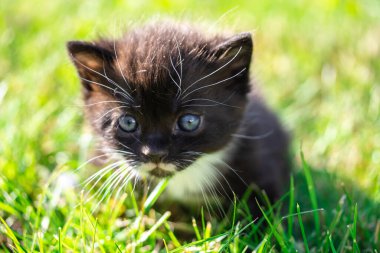 Çimlerde siyah beyaz kedi yavrusu