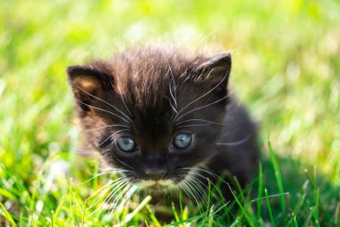 Çimlerde siyah beyaz kedi yavrusu