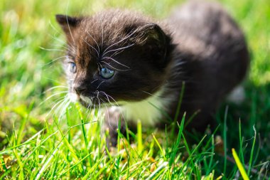 Çimlerde siyah beyaz kedi yavrusu