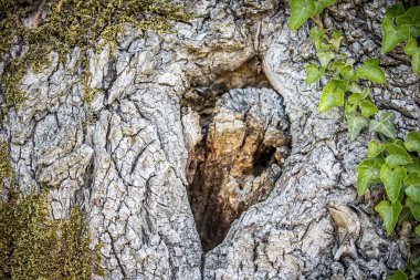 Bir ağaç gövdesinin kabuğunun arka planı