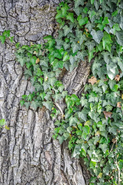 Sfondo Corteccia Tronco Albero Vicino — Foto Stock