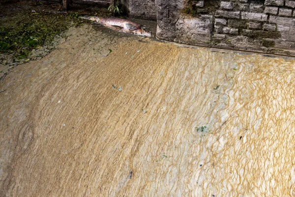 Water Pollution Canal Dead Fish — Stock Photo, Image