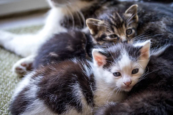 Elongated Kitten Hugging Its Mother Royalty Free Stock Photos