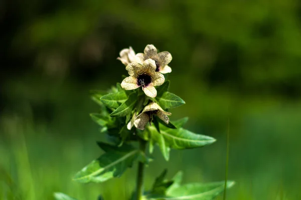   Yeşil arka planda sarı yabani çiçek. 