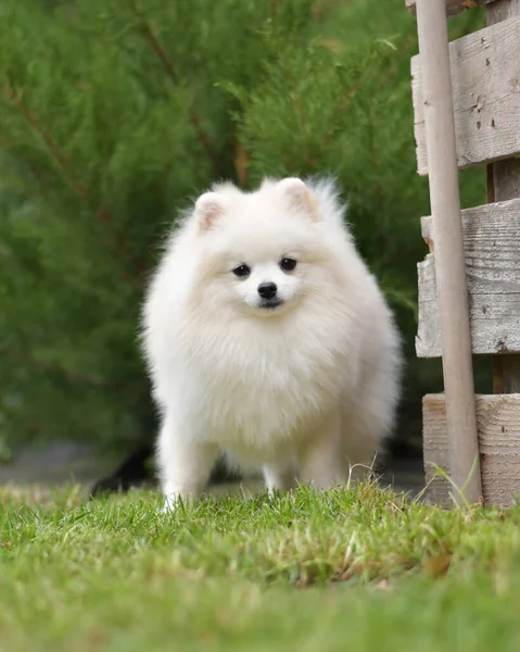 Beyaz köpek yeşil çimlerin üzerinde duruyor..