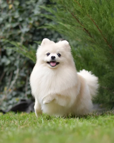 Beyaz Spitz yeşil çimlerde koşuyor.   