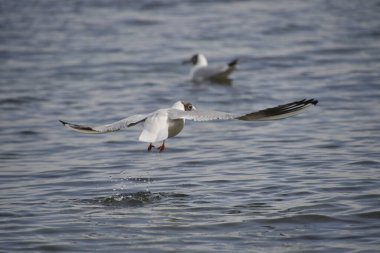 Yan tarafında yalan kedi.