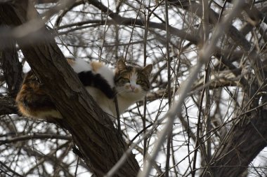 Ağaçta oturan kedi.