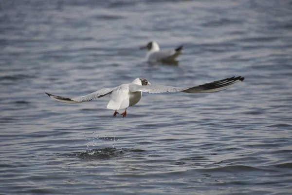 Yan tarafında yalan kedi.