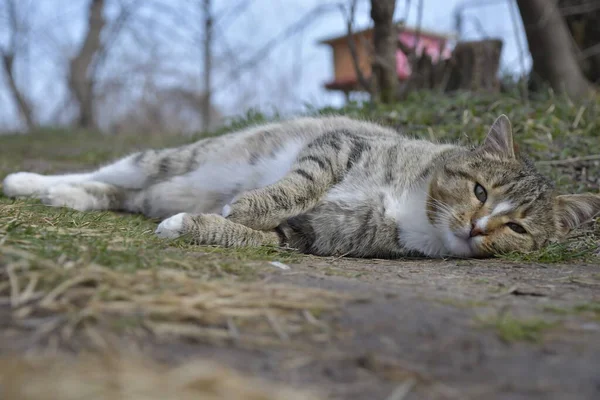 Кіт Лежить Боці — стокове фото