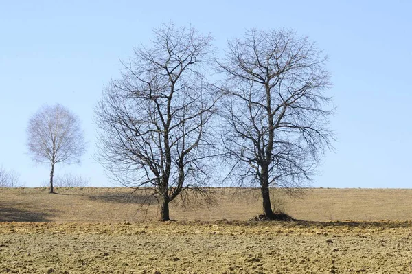 Pohon Lahan Pertanian Pada Musim Semi — Stok Foto