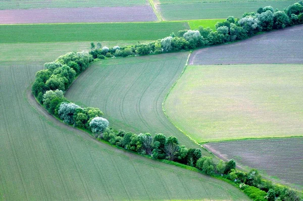 Agricultural Fields Trees Spring — Stock Photo, Image