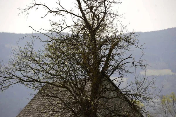 Яблоня Перед Домом Гора Заднем Плане — стоковое фото