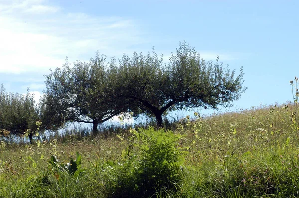 Alberi Mele Fiore Primavera Con Cielo Blu Sullo Sfondo — Foto Stock